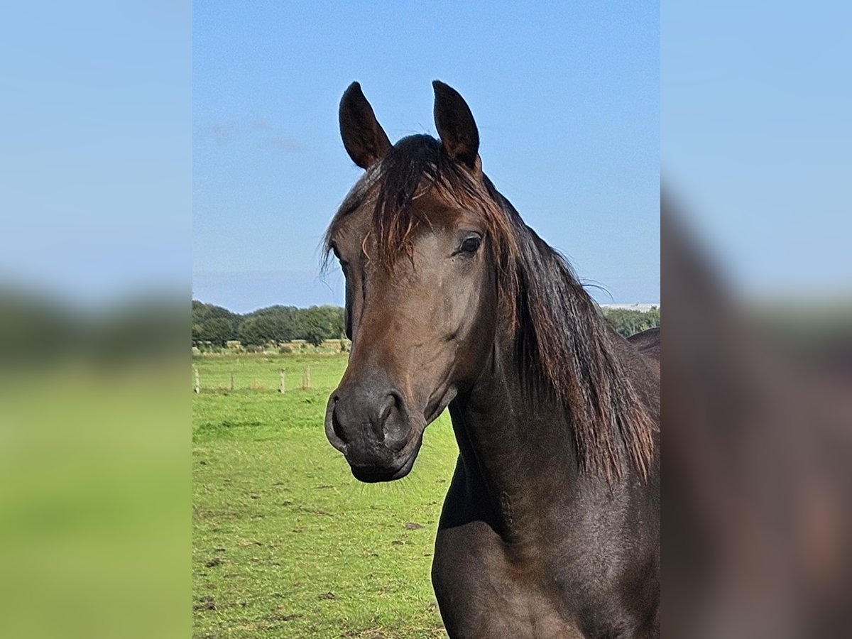 Oldenburger Wallach 3 Jahre 170 cm Dunkelbrauner in Bad Zwischenahn