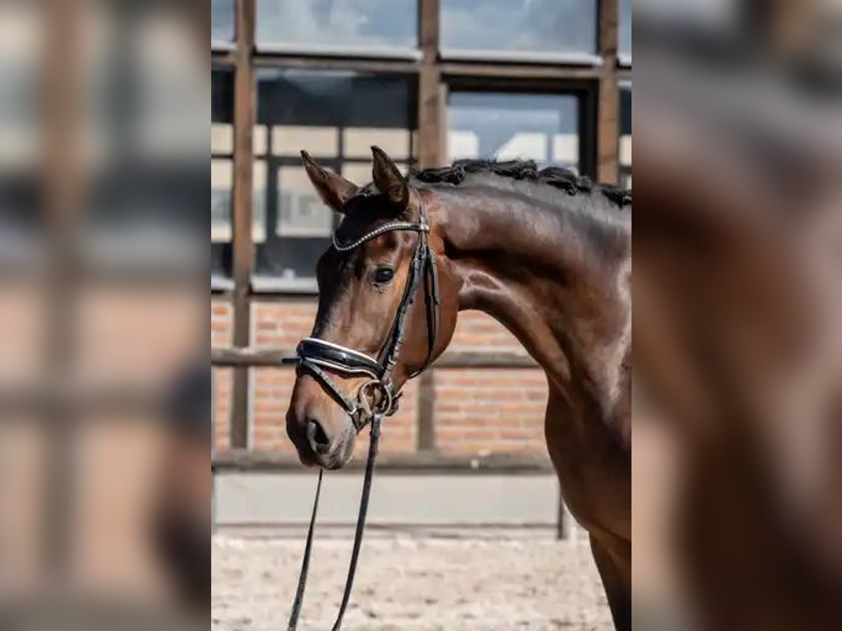 Oldenburger Wallach 3 Jahre 170 cm Dunkelbrauner in Heidesheim am Rhein