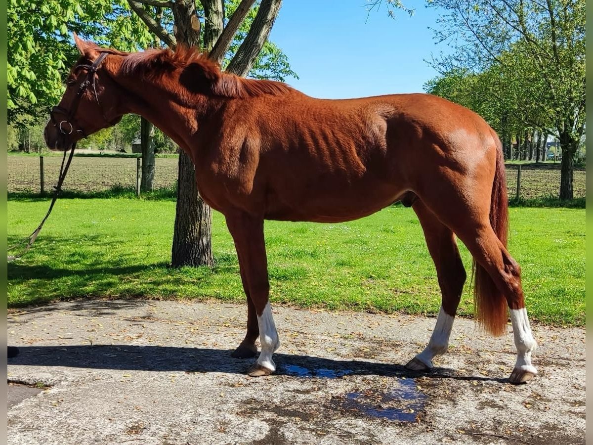 Oldenburger Wallach 3 Jahre 170 cm Fuchs in Verl