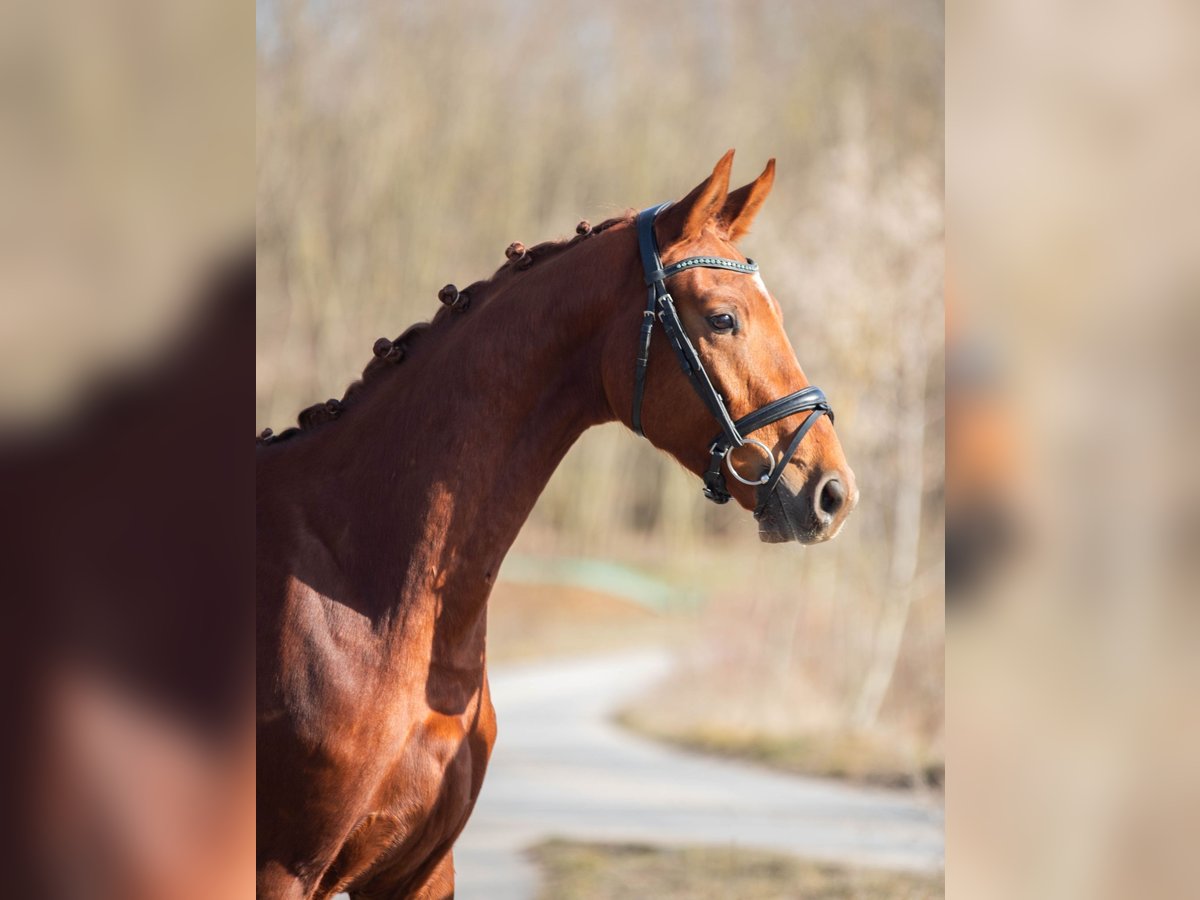 Oldenburger Wallach 3 Jahre 170 cm Fuchs in Gnadendorf