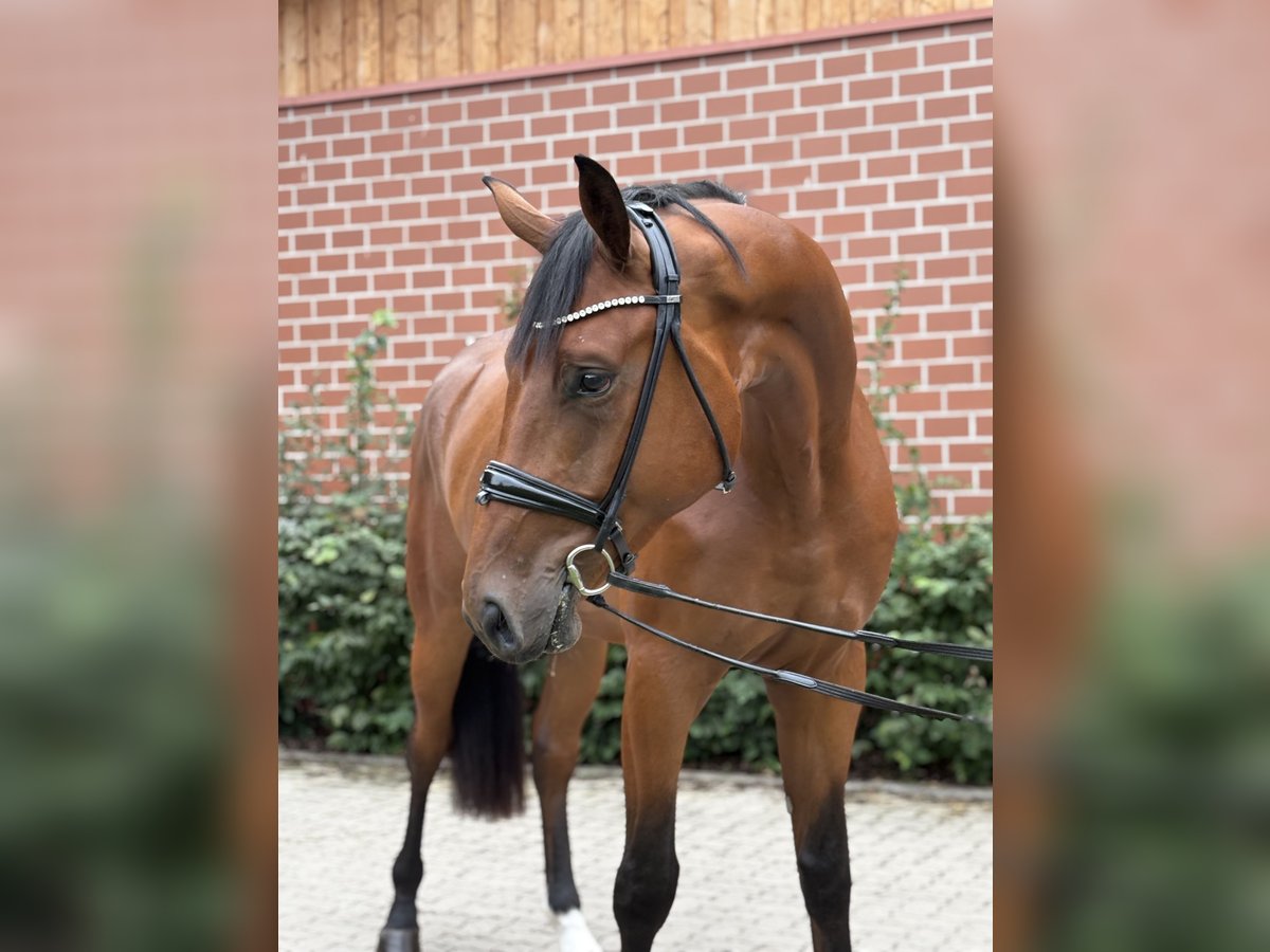 Oldenburger Wallach 3 Jahre 172 cm Brauner in Barver