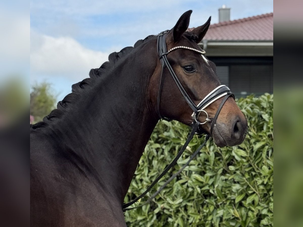 Oldenburger Wallach 3 Jahre 172 cm Brauner in Visbek