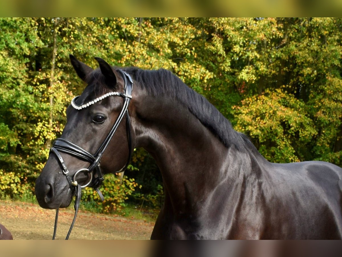 Oldenburger Wallach 3 Jahre 172 cm Rappe in Neuss