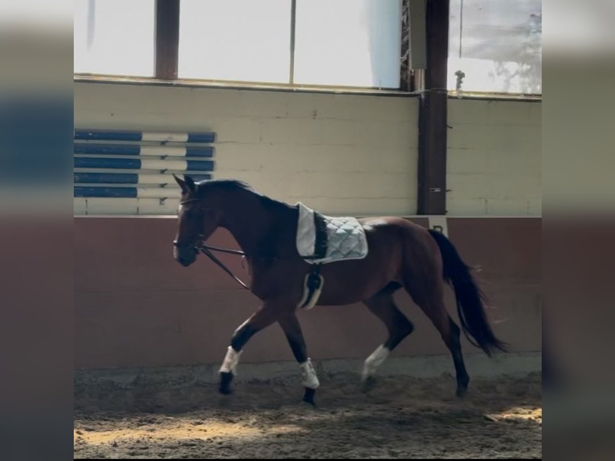 Oldenburger Wallach 3 Jahre 174 cm Brauner in Maintal