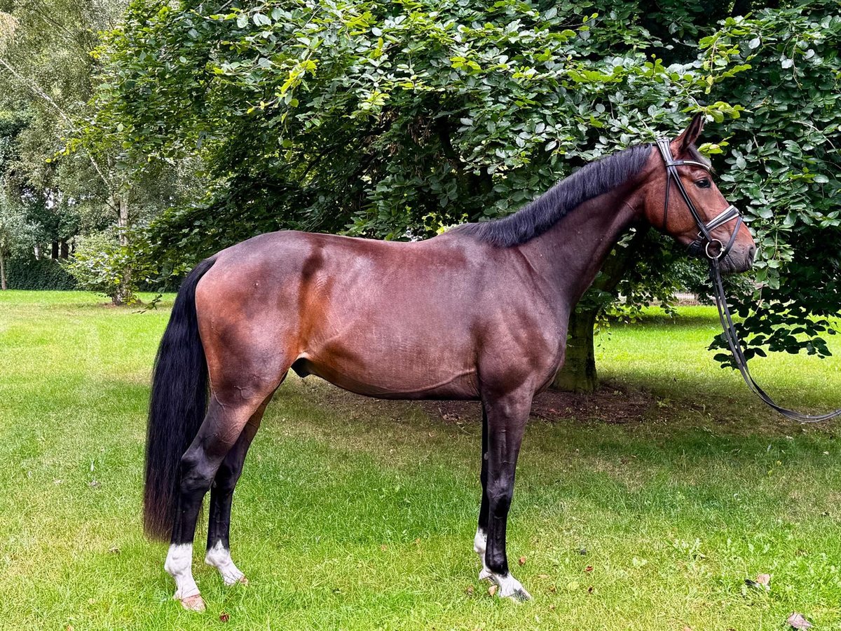 Oldenburger Wallach 3 Jahre 174 cm Dunkelbrauner in WohltorfAum&#xFC;hle