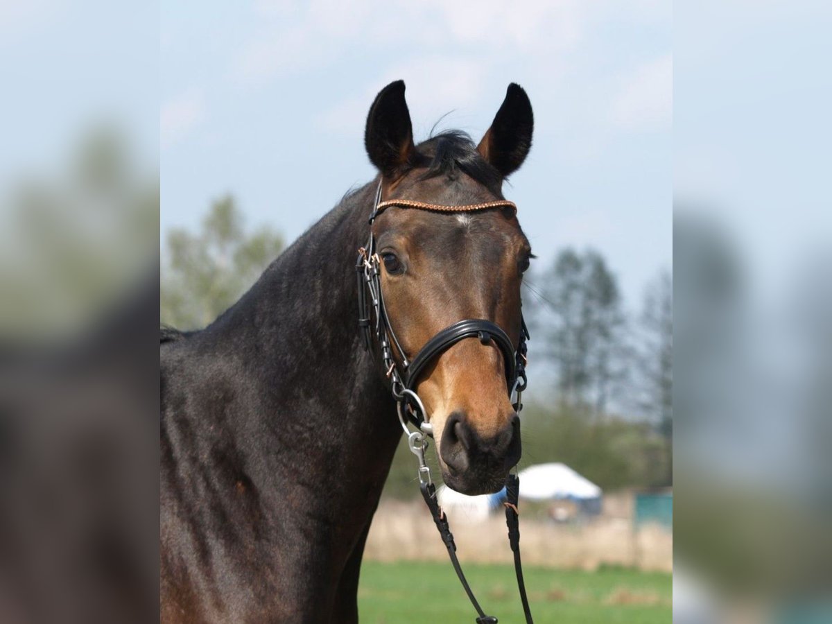 Oldenburger Wallach 4 Jahre 156 cm Brauner in Buxtehude