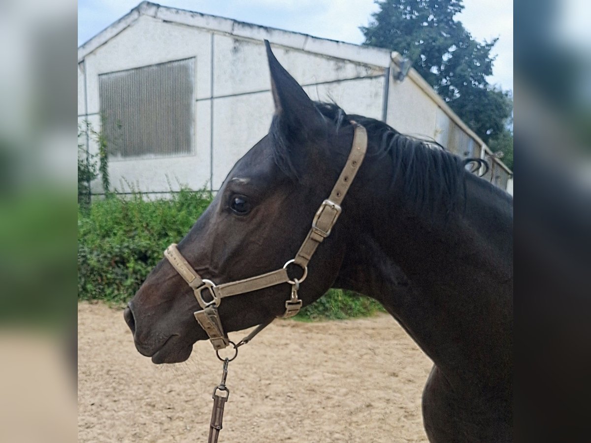 Oldenburger Wallach 4 Jahre 162 cm Schwarzbrauner in Vlotho