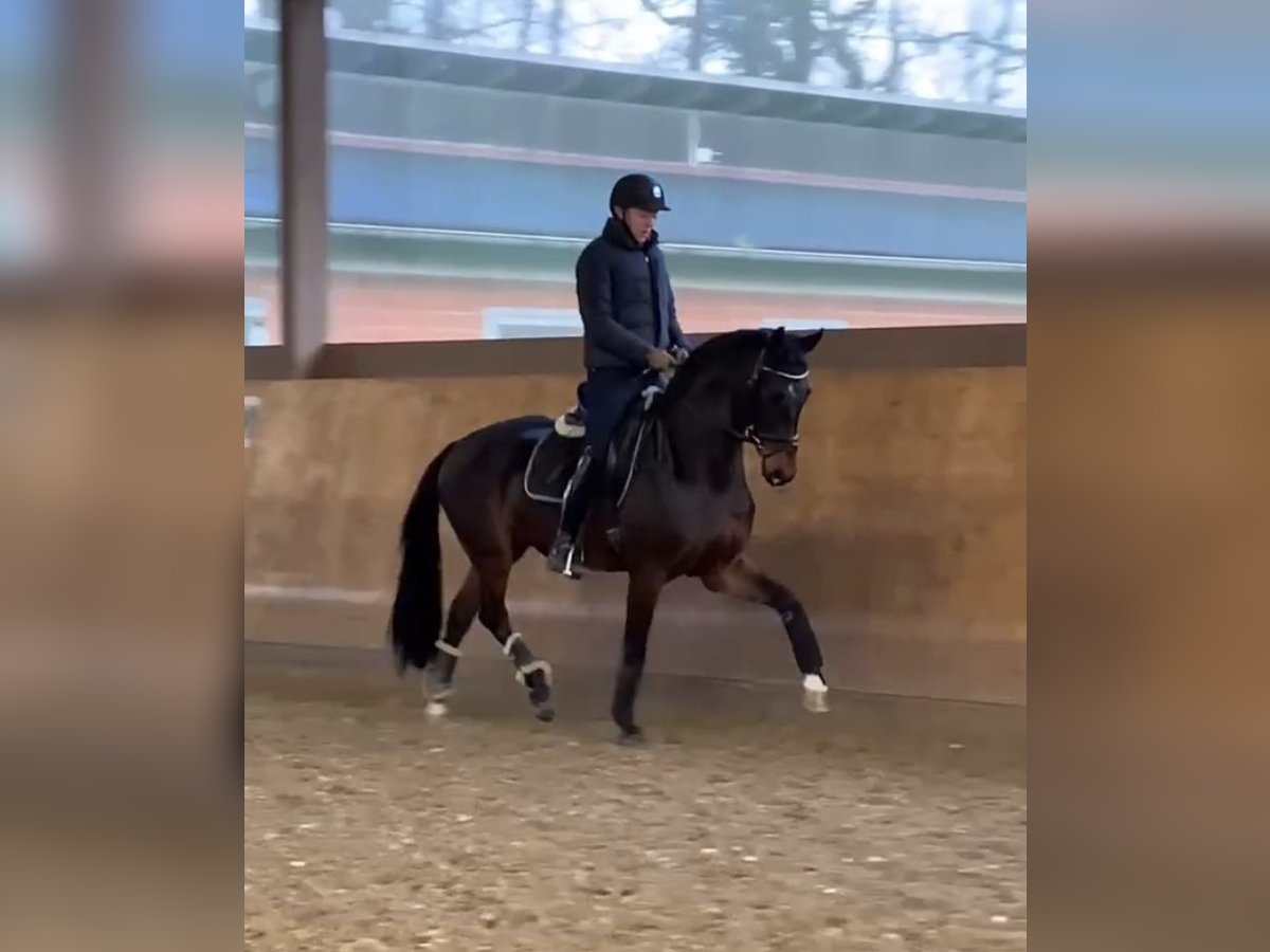 Oldenburger Wallach 4 Jahre 163 cm Dunkelbrauner in Lengerich