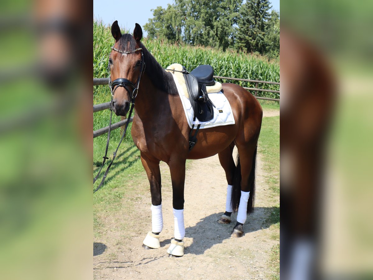 Oldenburger Wallach 4 Jahre 164 cm Dunkelbrauner in Ennepetal