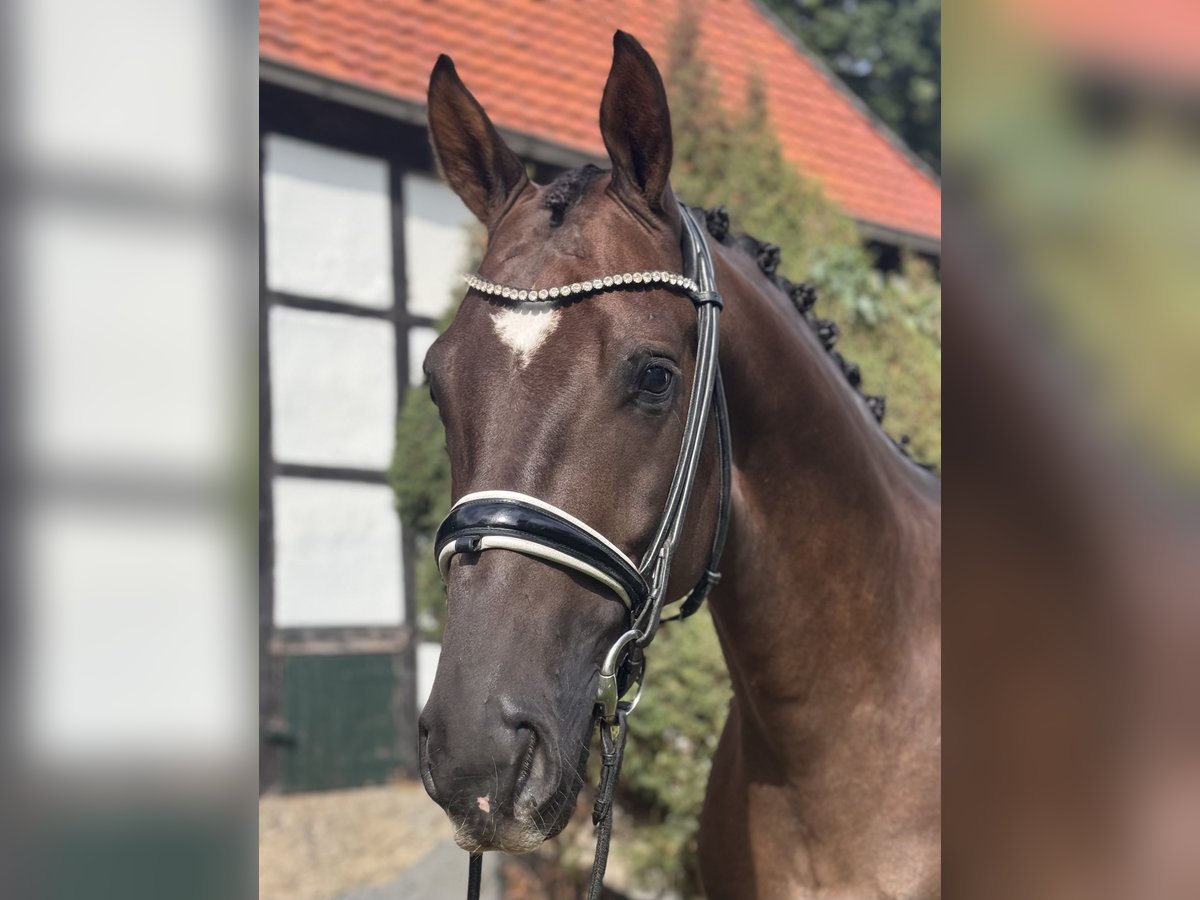 Oldenburger, Wallach in Hagen am Teutoburger Wald
