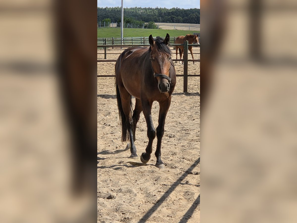 Oldenburger Wallach 4 Jahre 165 cm Brauner in Behlendorf
