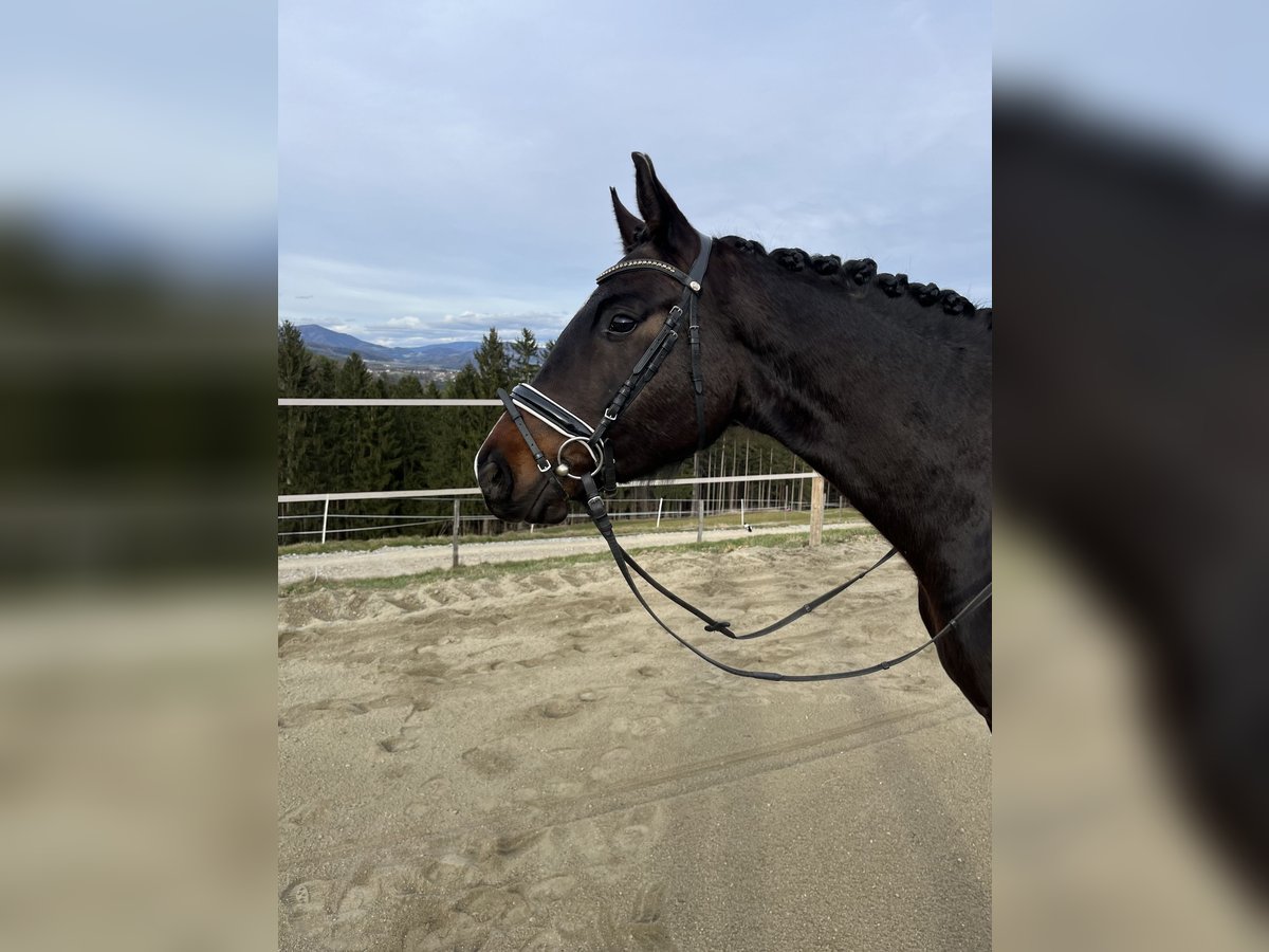 Oldenburger Wallach 4 Jahre 165 cm Brauner in Kumberg