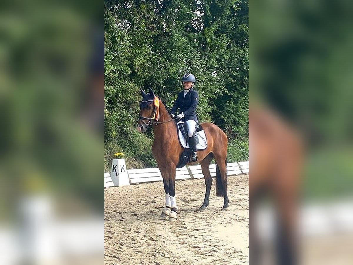 Oldenburger Wallach 4 Jahre 165 cm Brauner in Eckenroth