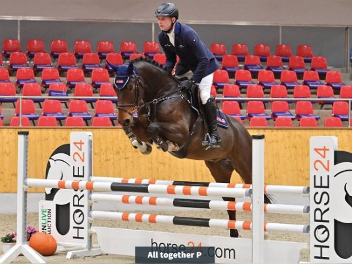 Oldenburger Wallach 4 Jahre 166 cm Brauner in Vechta