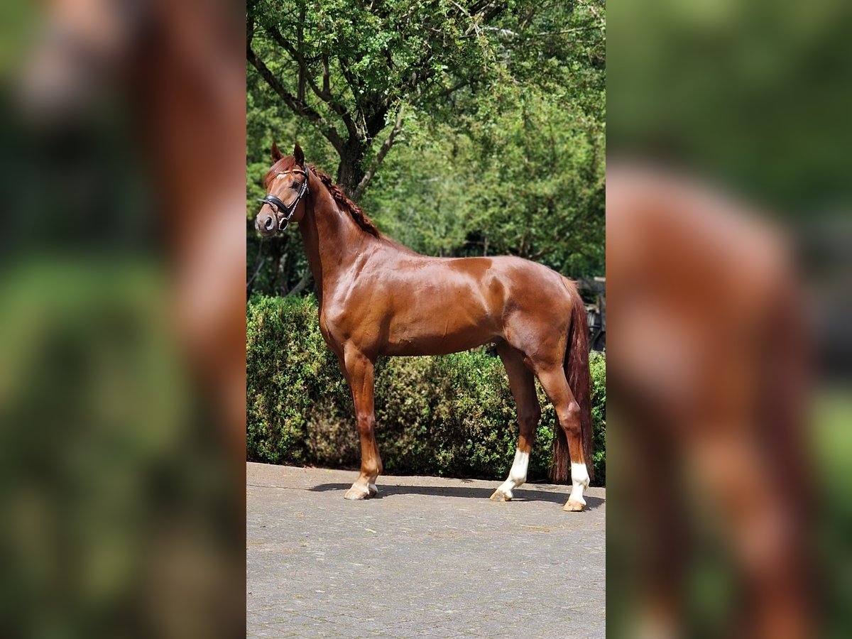 Oldenburger Wallach 4 Jahre 166 cm Dunkelfuchs in Warendorf