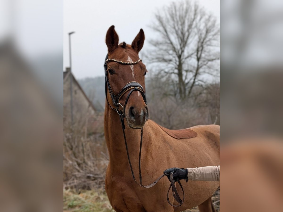 Oldenburger Wallach 4 Jahre 166 cm Fuchs in Plech