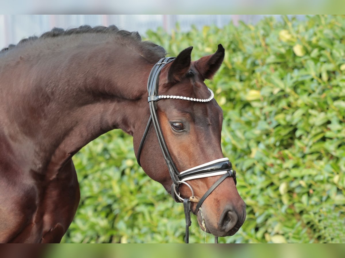 Oldenburger Wallach 4 Jahre 167 cm Brauner in Warendorf