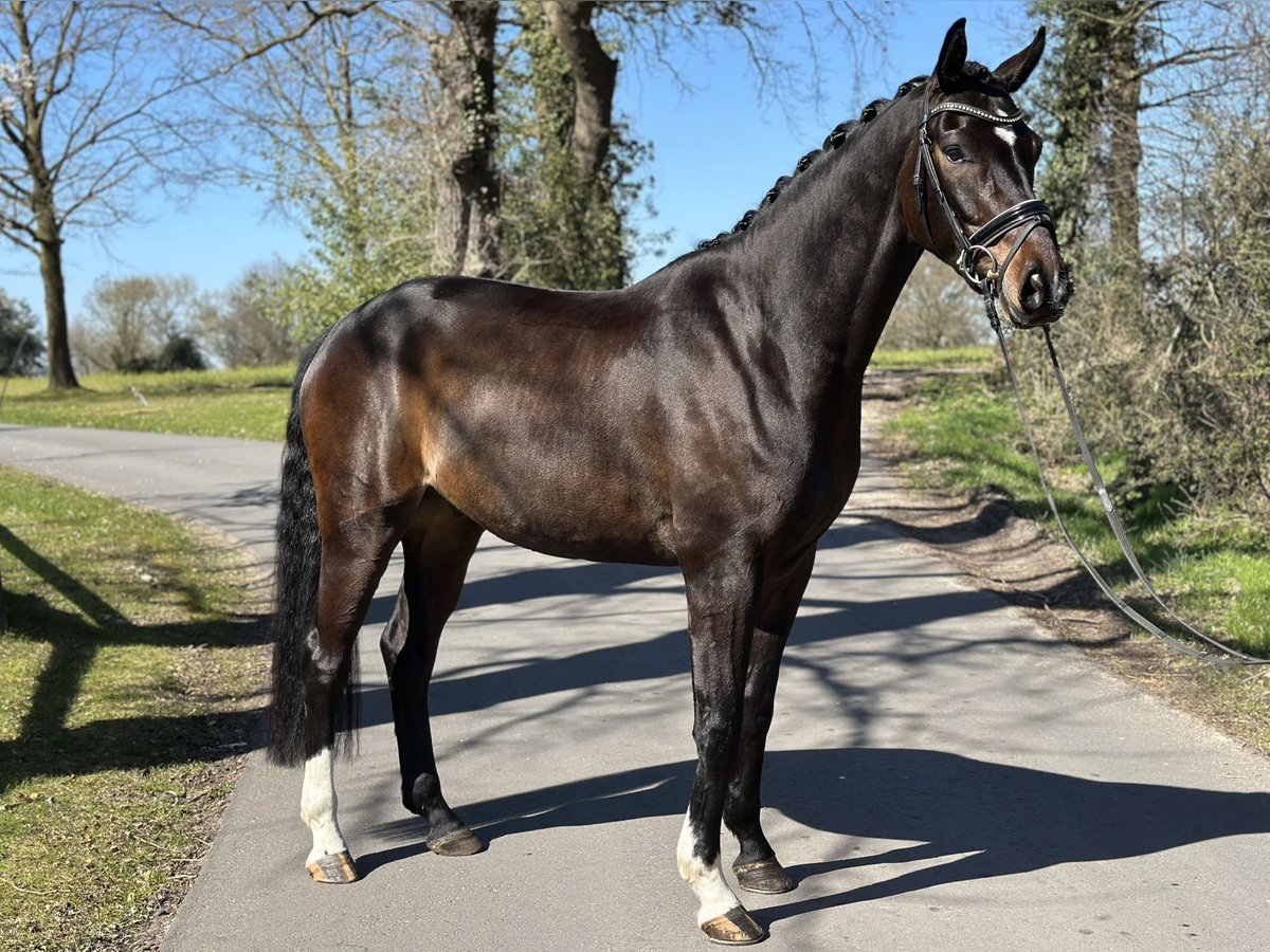 Oldenburger Wallach 4 Jahre 167 cm Dunkelbrauner in Schwanewede