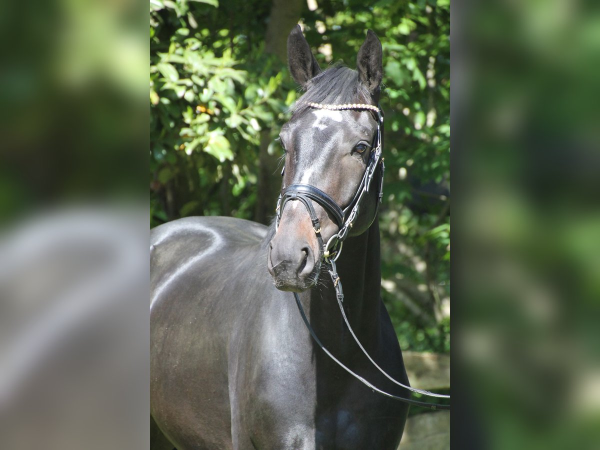 Oldenburger Wallach 4 Jahre 167 cm Dunkelbrauner in Bakum