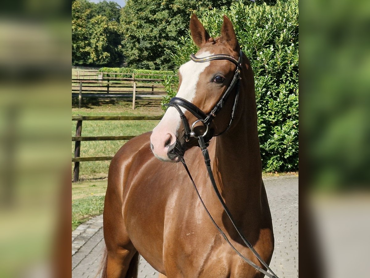 Oldenburger Wallach 4 Jahre 167 cm Fuchs in Ostercappeln