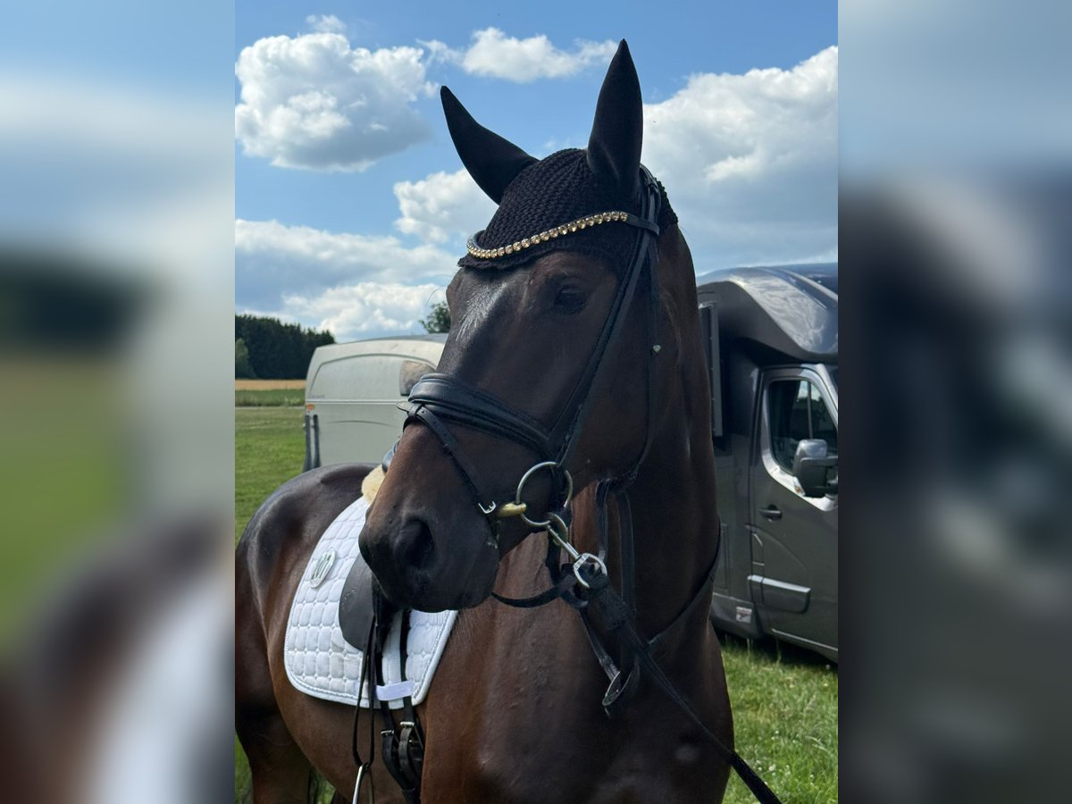 Oldenburger Wallach 4 Jahre 167 cm Schwarzbrauner in Eschweiler