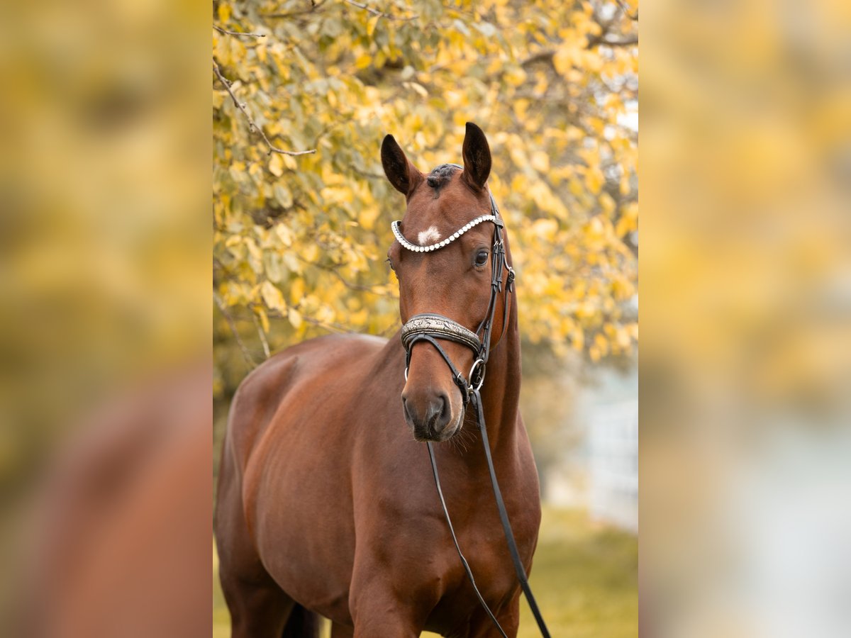 Oldenburger Wallach 4 Jahre 168 cm Brauner in Lehrberg
