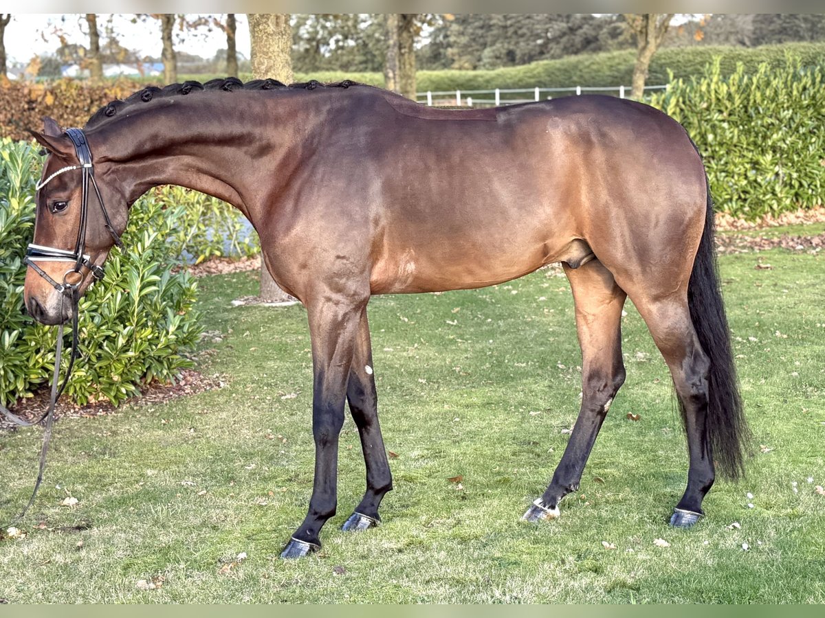 Oldenburger Wallach 4 Jahre 168 cm Brauner in Visbek