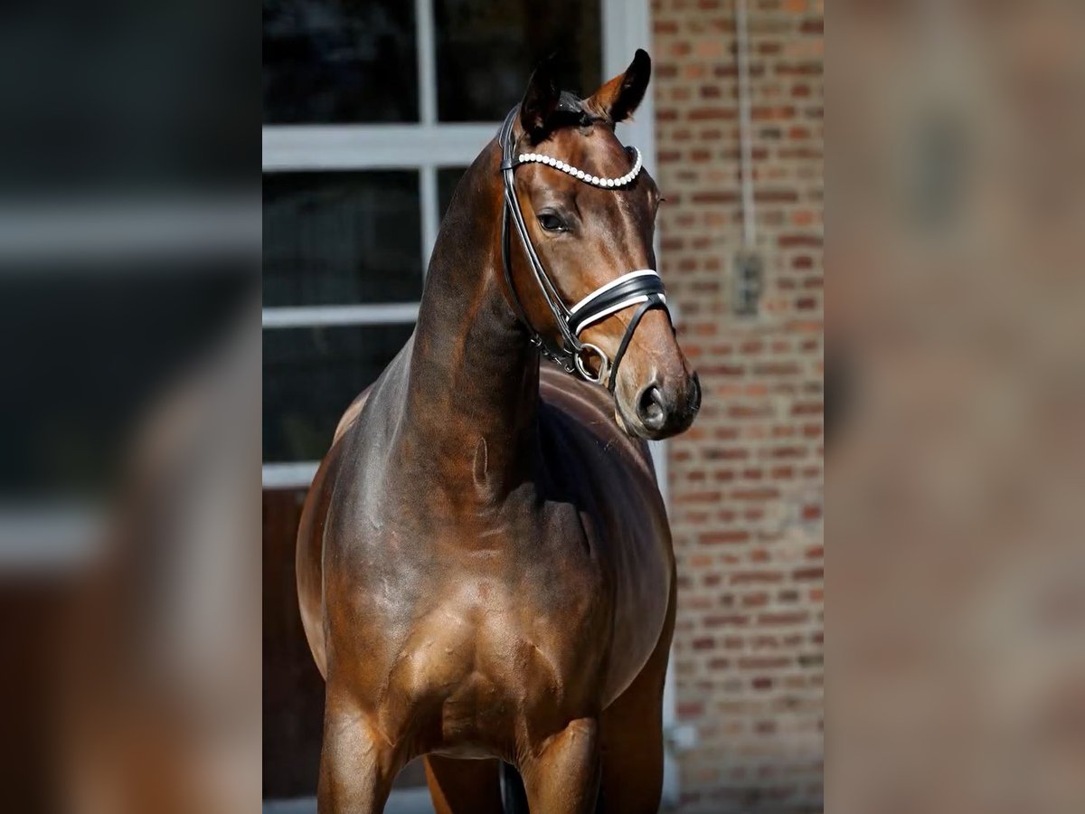 Oldenburger Wallach 4 Jahre 168 cm Brauner in Herford