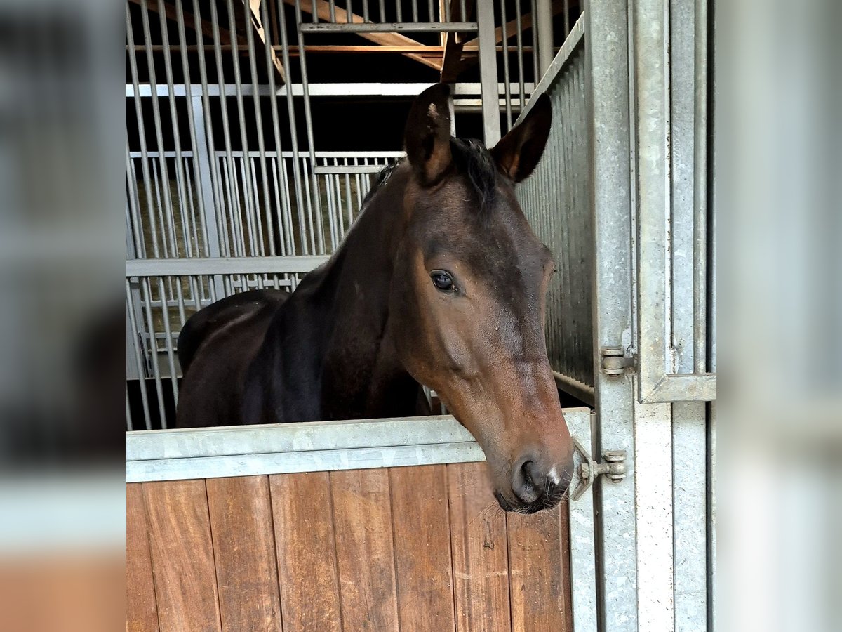 Oldenburger Wallach 4 Jahre 168 cm Dunkelbrauner in Priestewitz