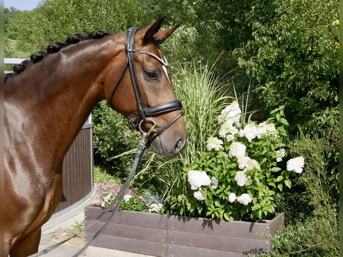 Oldenburger Wallach 4 Jahre 168 cm Dunkelbrauner in Niederkirchen