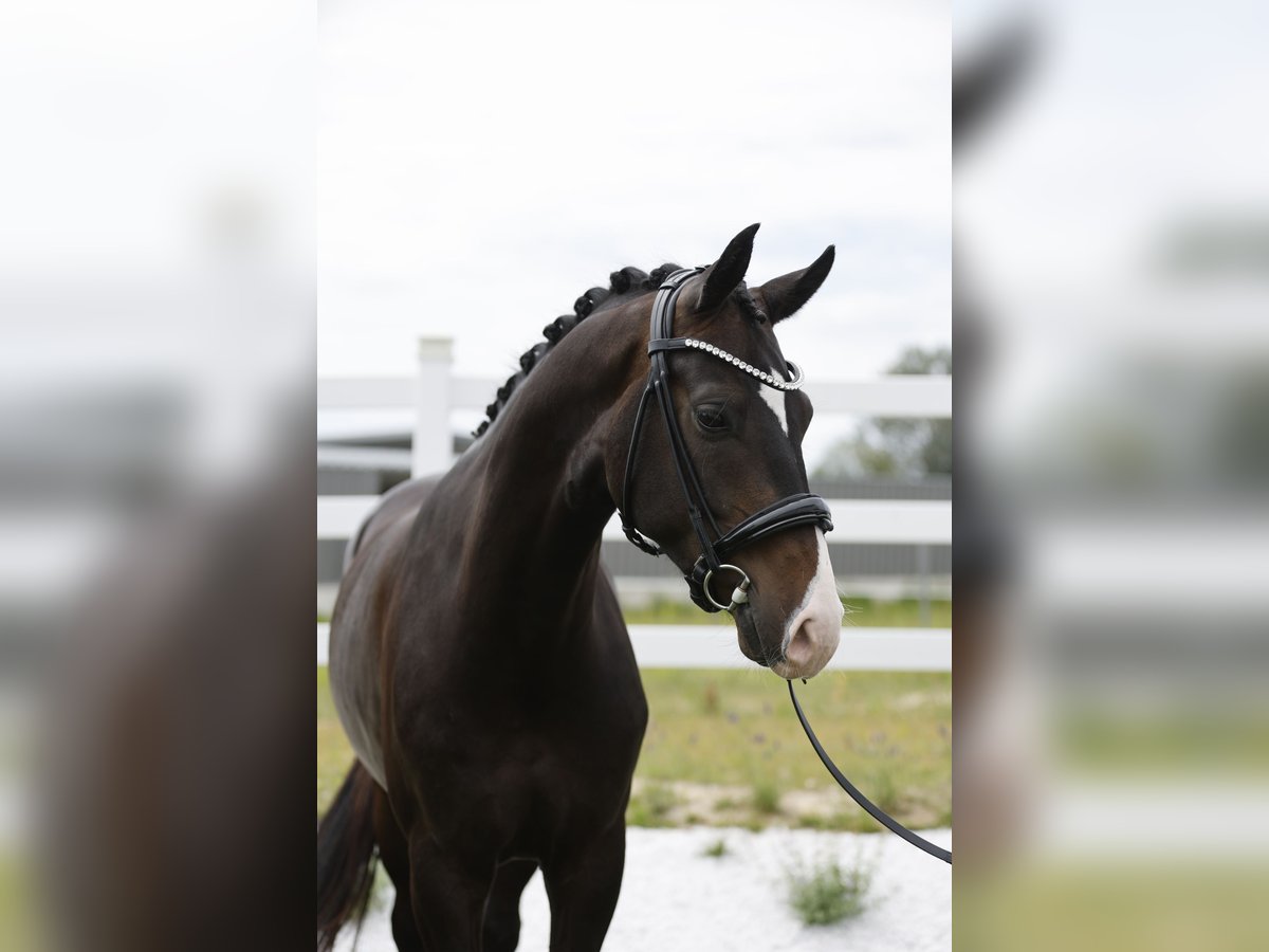 Oldenburger Wallach 4 Jahre 168 cm Dunkelbrauner in Ritzing