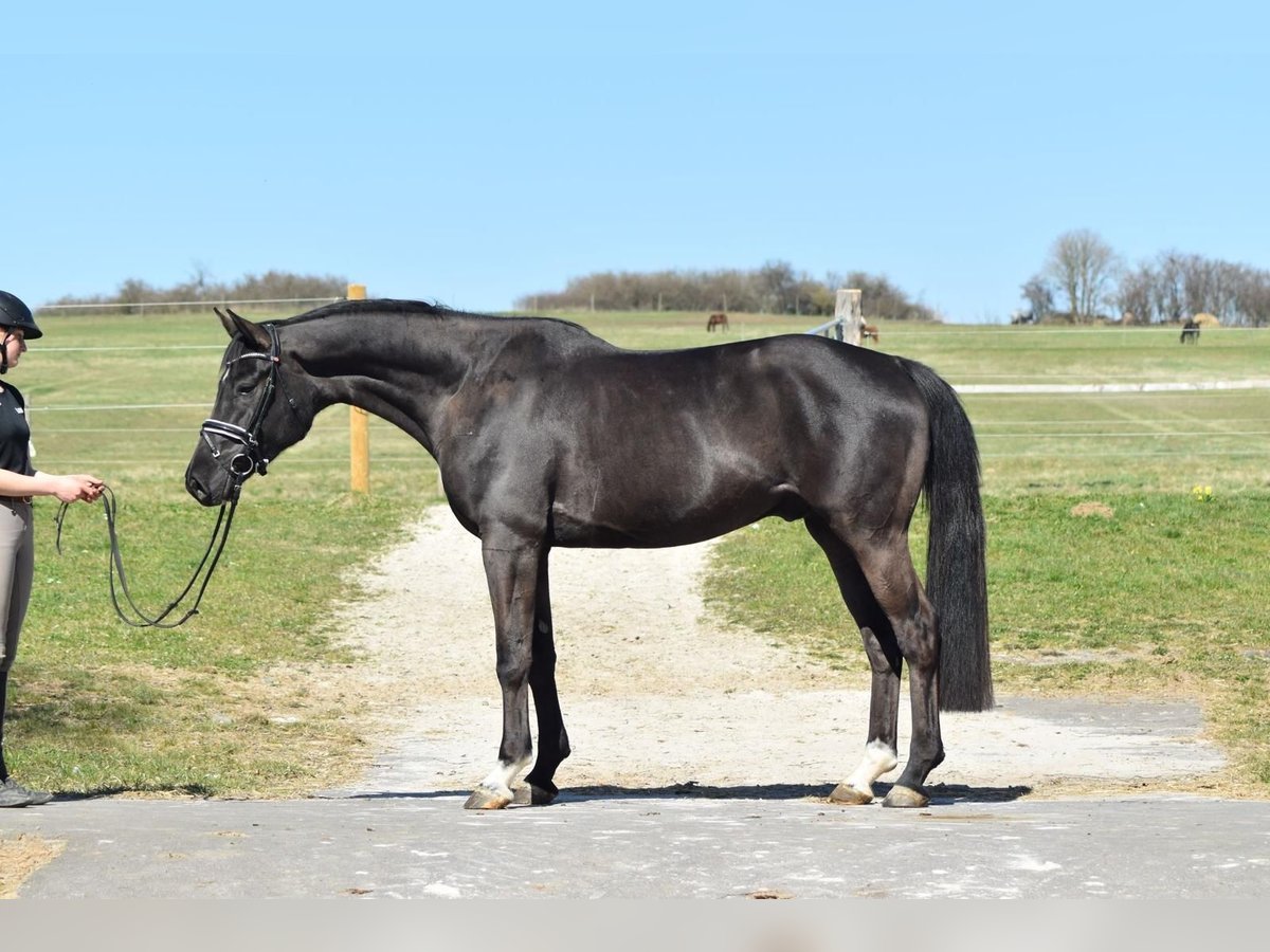 Oldenburger Wallach 4 Jahre 168 cm Rappe in Herbstein