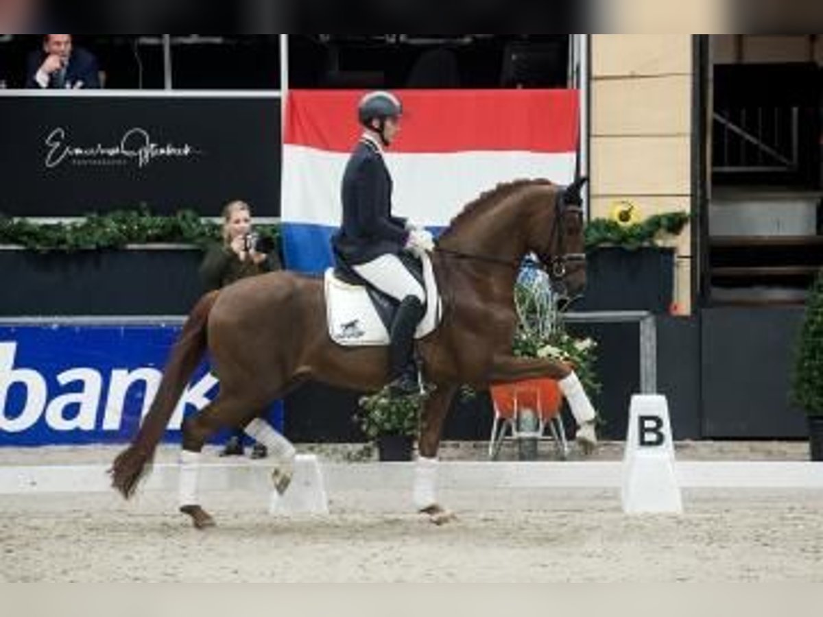 Oldenburger Wallach 4 Jahre 169 cm Fuchs in Coesfeld