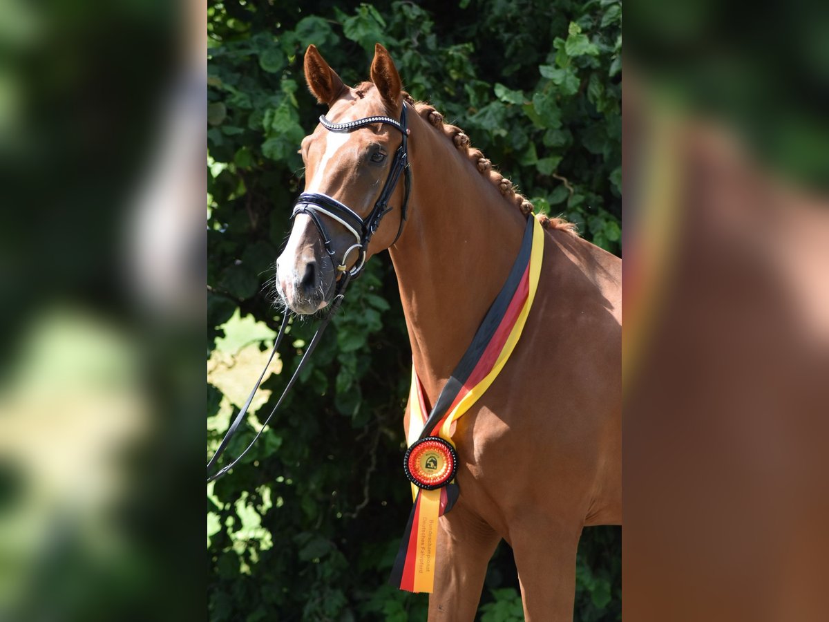 Oldenburger Wallach 4 Jahre 169 cm Fuchs in Herbstein