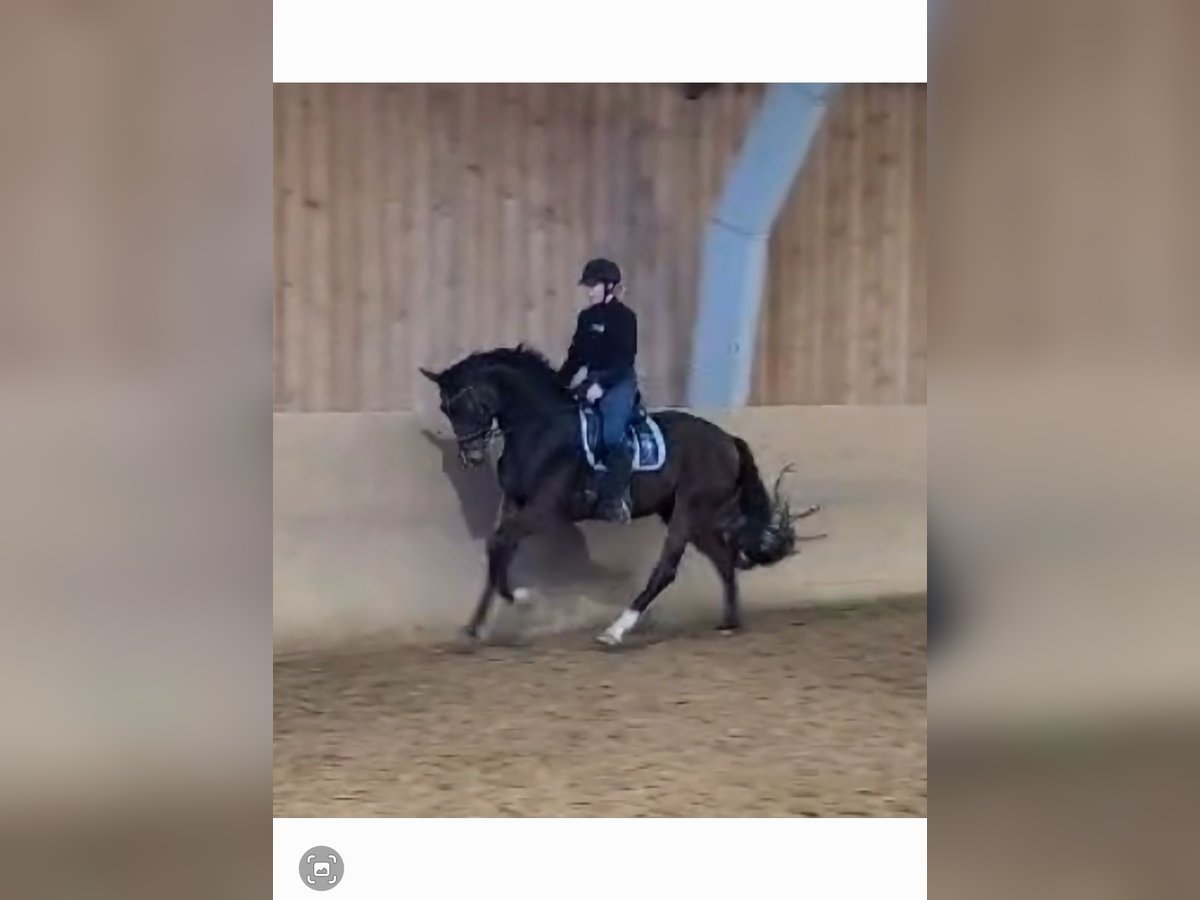 Oldenburger Wallach 4 Jahre 170 cm Brauner in Basdahl