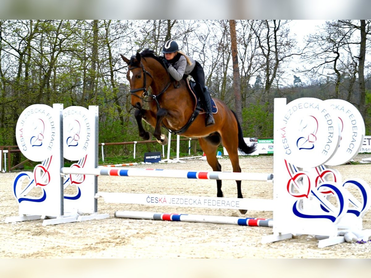 Oldenburger Wallach 4 Jahre 170 cm Brauner in Brno
