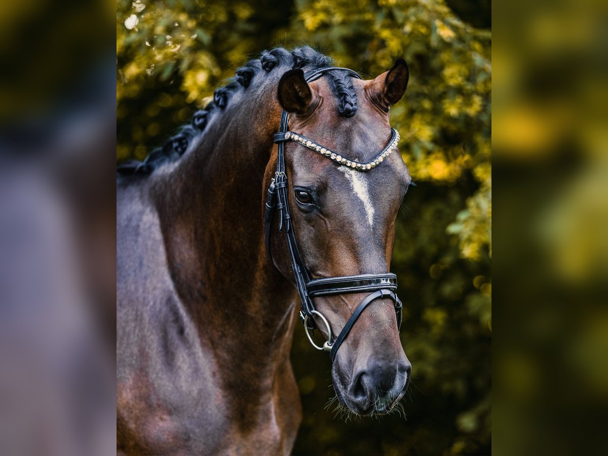 Oldenburger Wallach 4 Jahre 170 cm Dunkelbrauner in Hohenahr