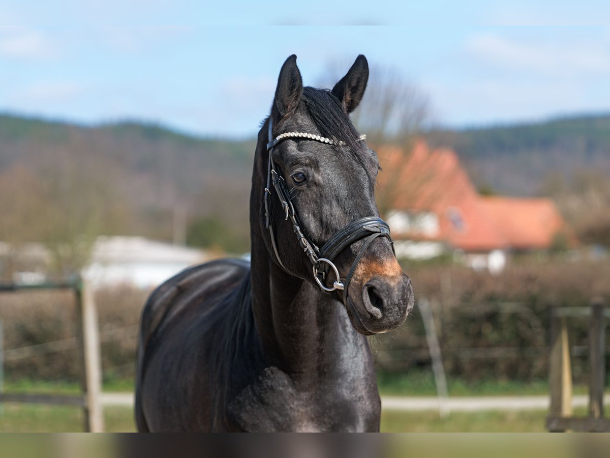 Oldenburger Wallach 4 Jahre 170 cm Dunkelbrauner in MalsfelD