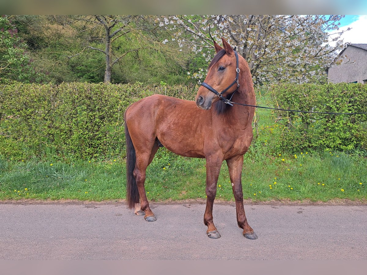 Oldenburger Wallach 4 Jahre 170 cm Dunkelfuchs in Seesbach