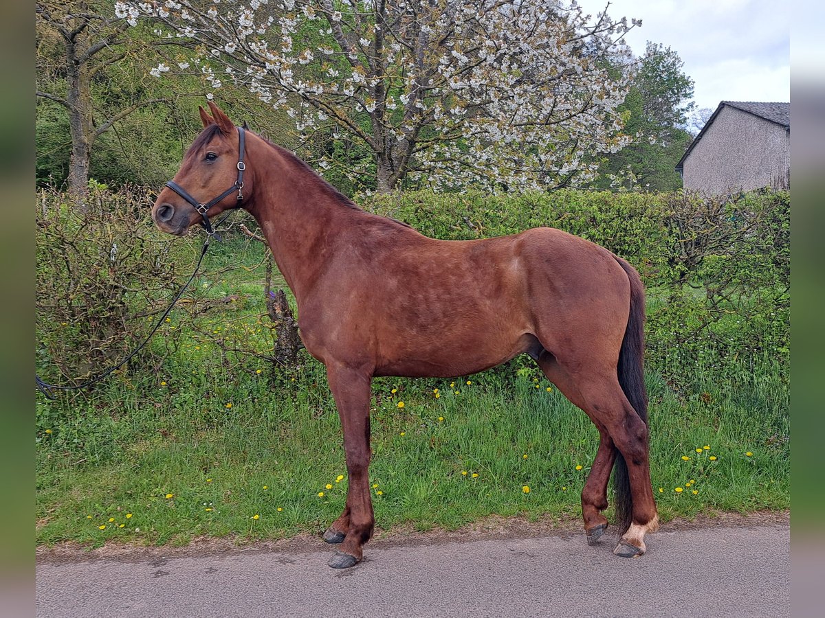 Oldenburger Wallach 4 Jahre 170 cm Dunkelfuchs in Seesbach