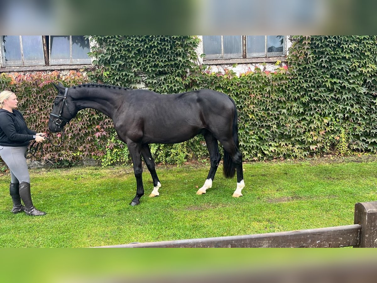 Oldenburger Wallach 4 Jahre 170 cm Rappe in Sassen-Trantow