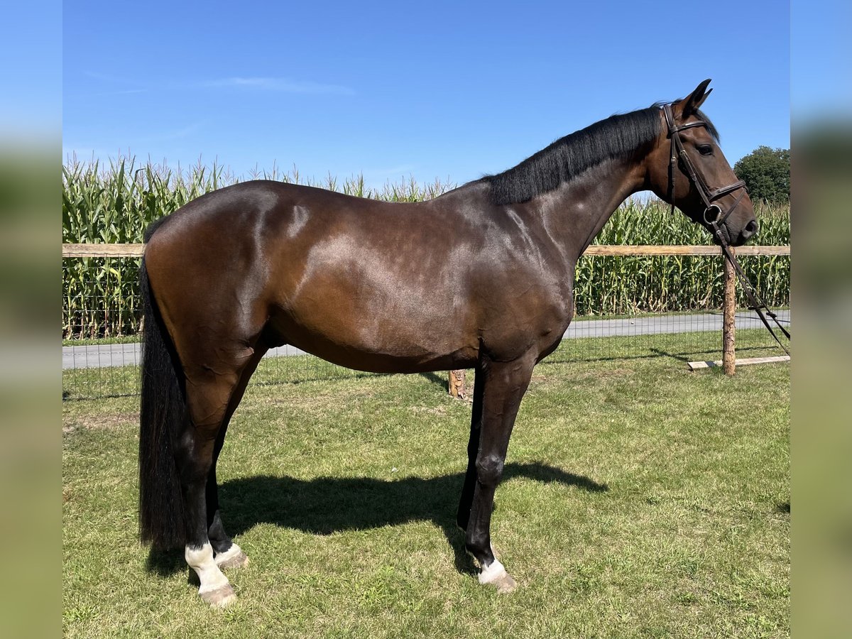 Oldenburger Wallach 4 Jahre 171 cm Dunkelbrauner in Versmold
