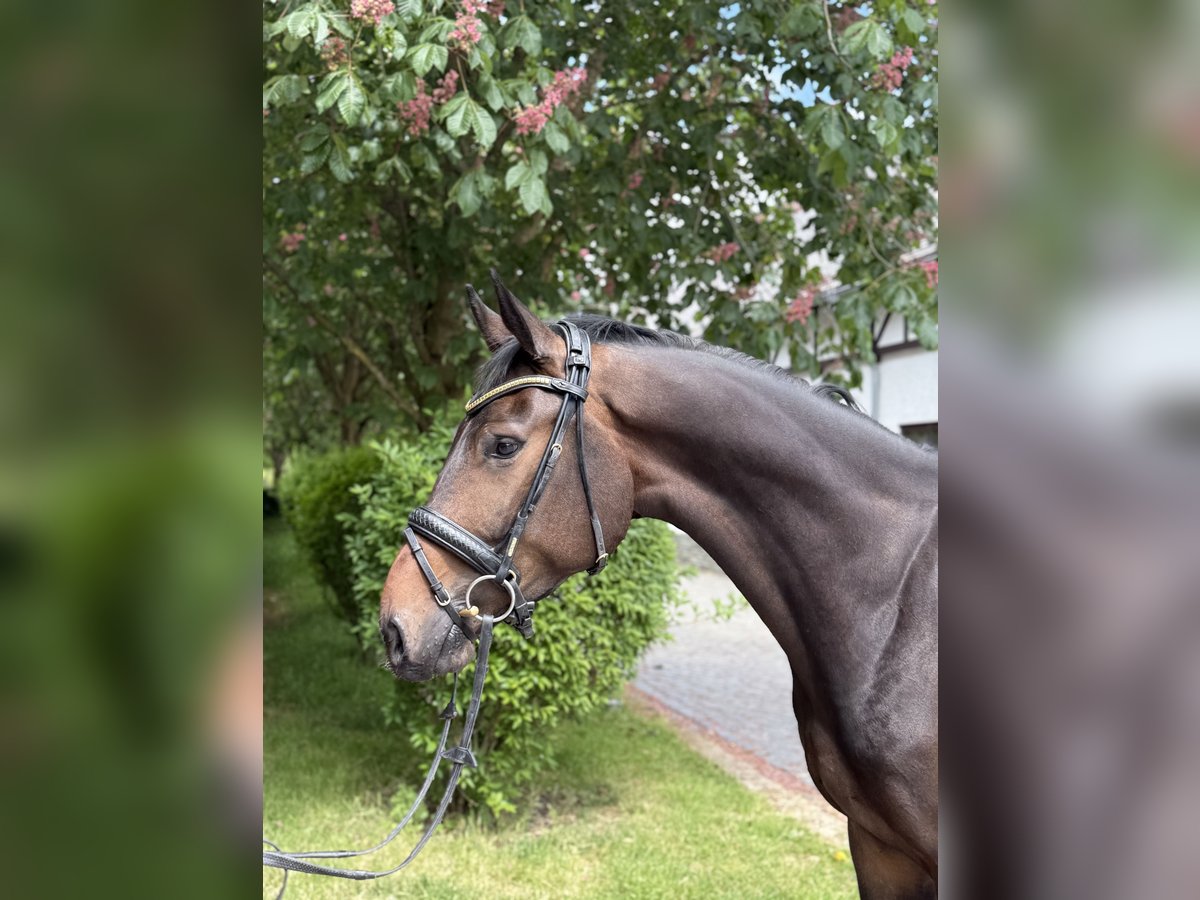 Oldenburger Wallach 4 Jahre 172 cm Brauner in Kronberg im Taunus