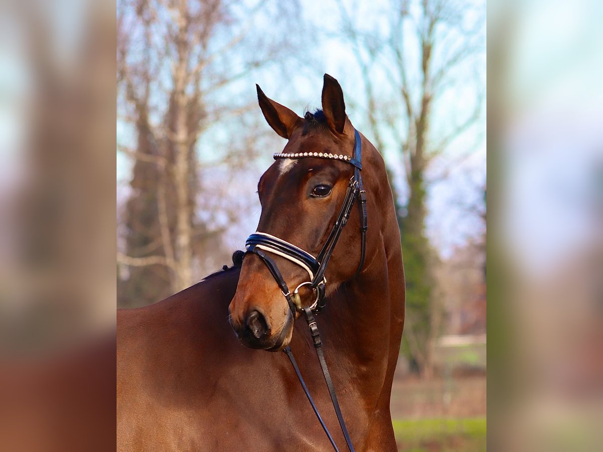 Oldenburger Wallach 4 Jahre 172 cm Brauner in Cappeln (Oldenburg)