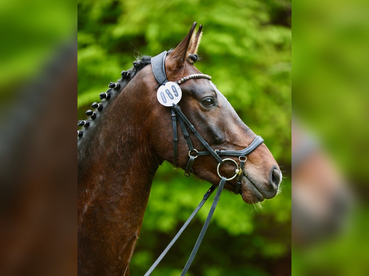 Oldenburger Wallach 4 Jahre 172 cm Dunkelbrauner in Hohenahr