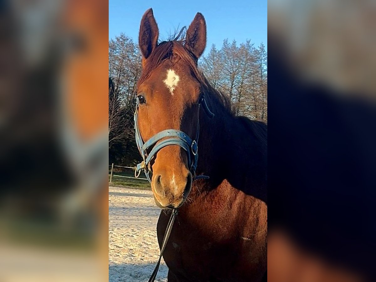 Oldenburger Wallach 4 Jahre 172 cm Fuchs in Nidda