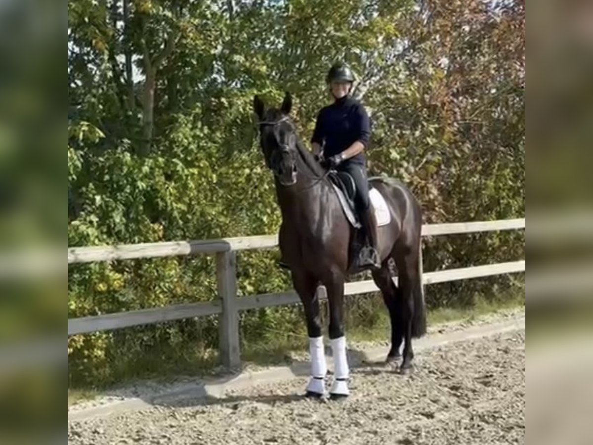 Oldenburger Wallach 4 Jahre 172 cm Rappe in Lienen