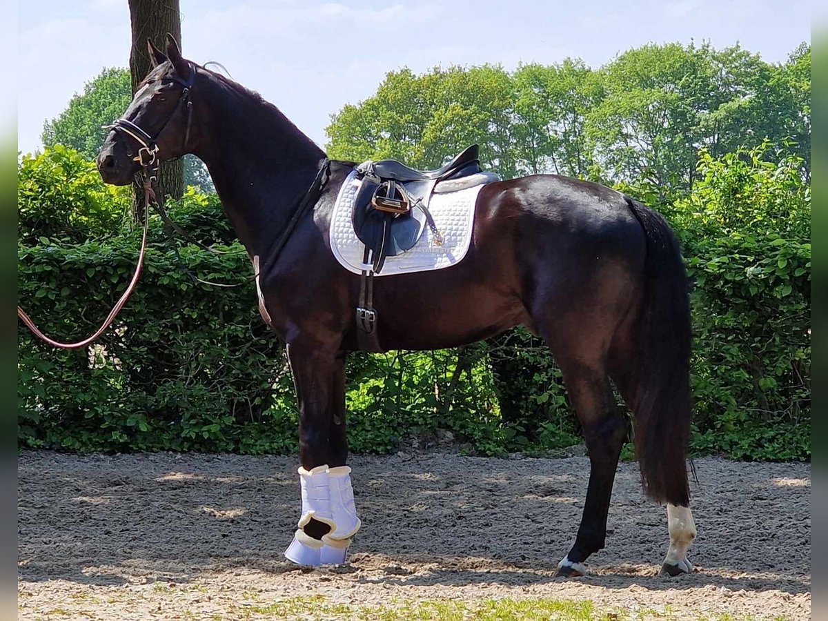 Oldenburger Wallach 4 Jahre 172 cm Rappe in Westerhorn