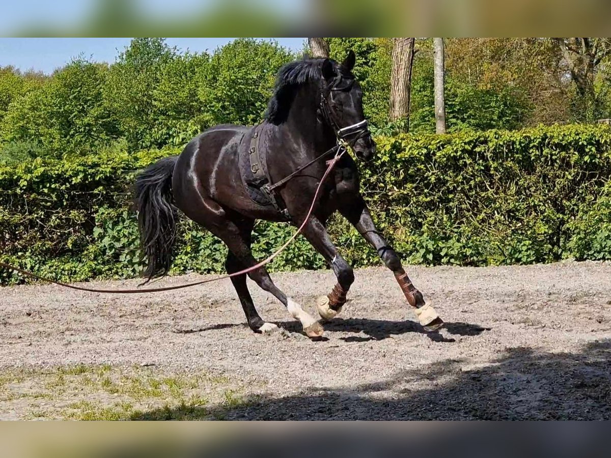 Oldenburger Wallach 4 Jahre 172 cm Rappe in Wittmund