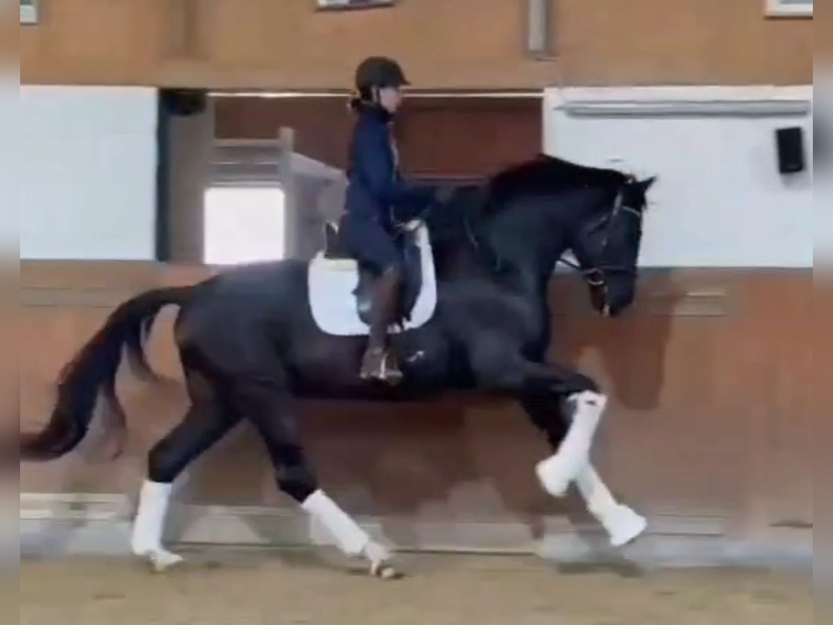 Oldenburger Wallach 4 Jahre 172 cm Schwarzbrauner in Hungen